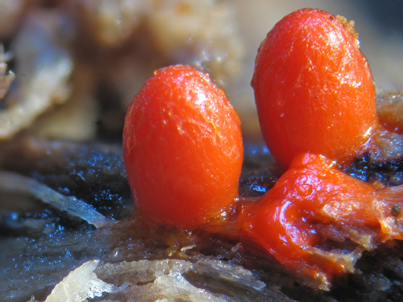 Ovetti... - Lycogala conicum